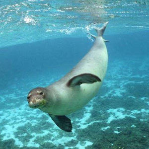 Meet your Posher, Willow